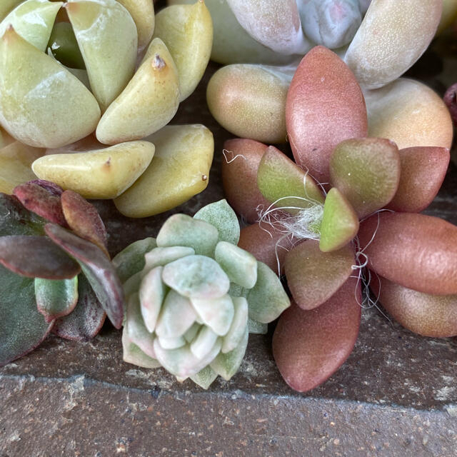 多肉植物　　寄せ植えセット　　カット苗