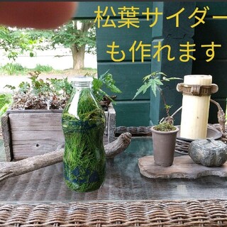 【完全無農薬／即日発送】〈赤松〉新芽 松葉　1kg(野菜)