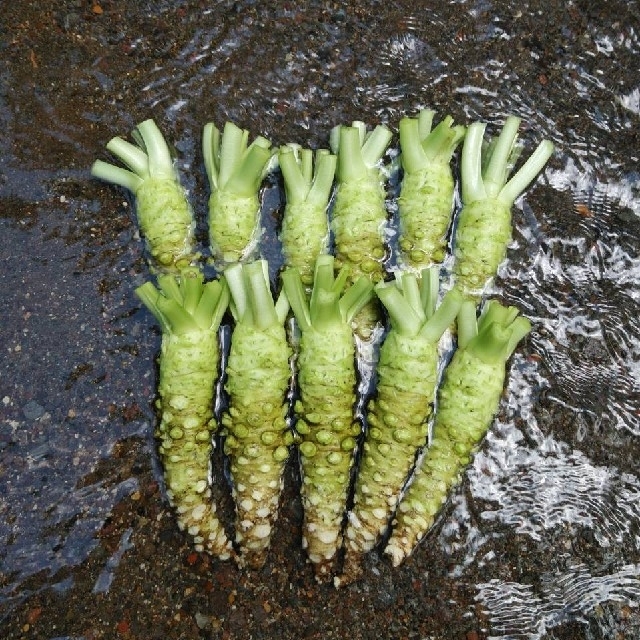 【 nao様専用 】 食品/飲料/酒の食品(野菜)の商品写真