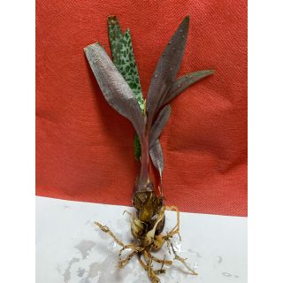 5ページ目 フラワー ガーデン グリーン カーキ 緑色系 の通販 000点以上 ハンドメイド お得な新品 中古 未使用品のフリマならラクマ 5ページ目 フラワー ガーデン グリーン カーキ 緑色系 の通販 000点以上 ハンドメイド お得な新品 中古 未使用品のフリマならラクマ