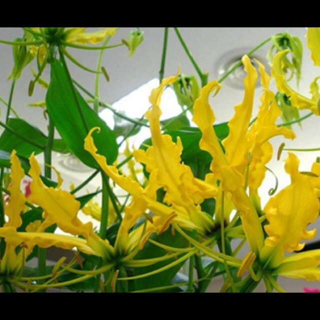 グロリオサ黄色いお花の球根1つ。 ハンドメイドのフラワー/ガーデン(その他)の商品写真