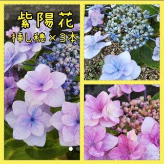 紫陽花 挿し穂 3苗(その他)