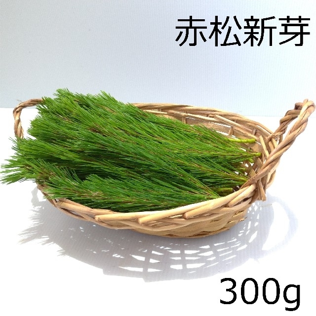 【水・土曜発送】赤松新芽300ｇ 食品/飲料/酒の食品(野菜)の商品写真