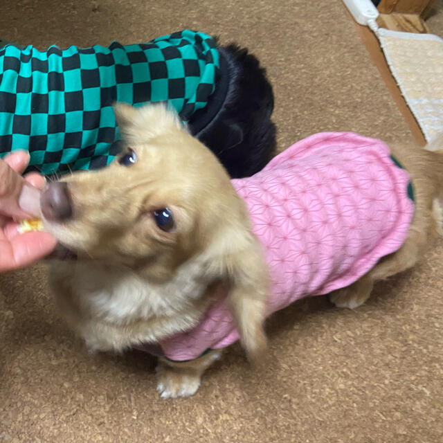 『麻の葉柄　タンクトップ』メルロコ　ダックス　犬服 ハンドメイドのペット(ペット服/アクセサリー)の商品写真
