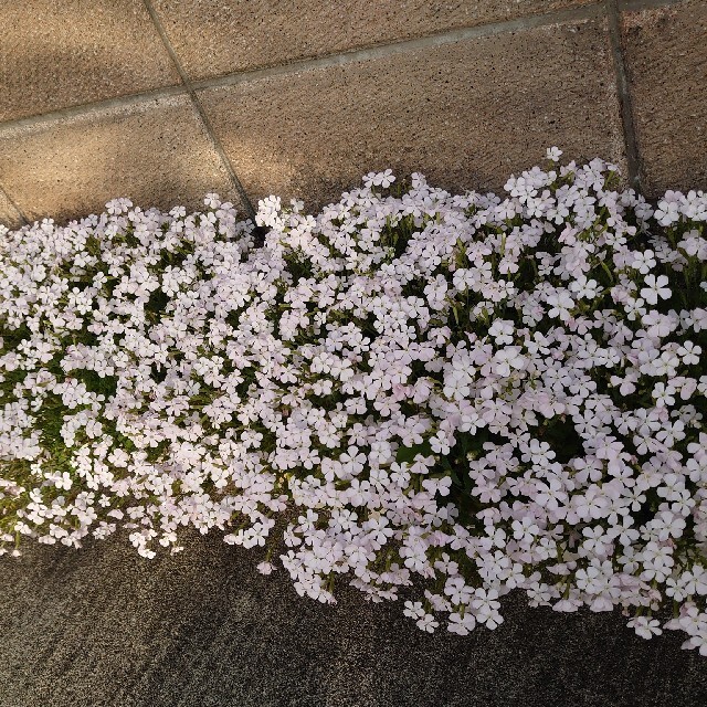 白色のシレネ　お花の種 ハンドメイドのフラワー/ガーデン(その他)の商品写真