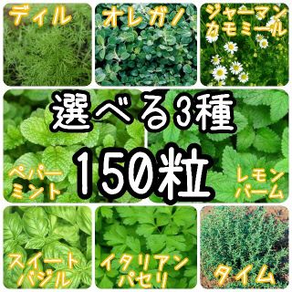 【ハーブの種】選べる3種 150粒 種子(野菜)