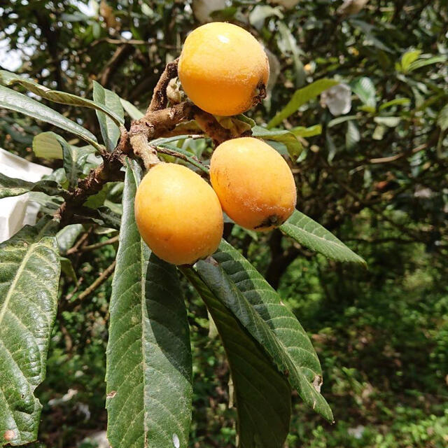 和歌山県海南市産　無農薬　茂木びわ　サイズ混合約2.4kg  72個入り 食品/飲料/酒の食品(フルーツ)の商品写真