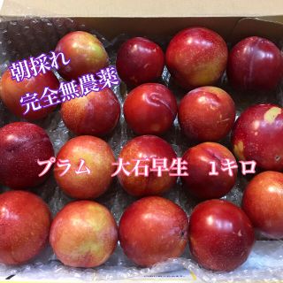 完全無農薬プラム　大石早生　18玉前後　すもも(フルーツ)