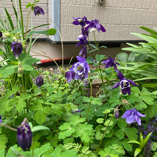 オダマキ(紫)＊種150粒 ハンドメイドのフラワー/ガーデン(その他)の商品写真