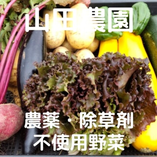 【受注収穫】農薬・除草剤不使用野菜の詰合せ(60サイズ箱) 食品/飲料/酒の食品(野菜)の商品写真