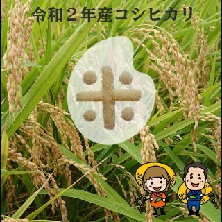 mao様専用です😊(米/穀物)