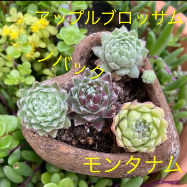 多肉植物　センペルビウム　ノバック　モンタナム　アップルブロッサム　抜き苗 ハンドメイドのフラワー/ガーデン(その他)の商品写真