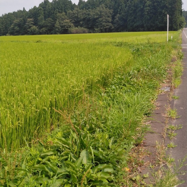 令和2年産栃木県特一等米コシヒカリ玄米30キロ無農薬 令和2年産栃木県特一等米コシヒカリ玄米30キロ無農薬