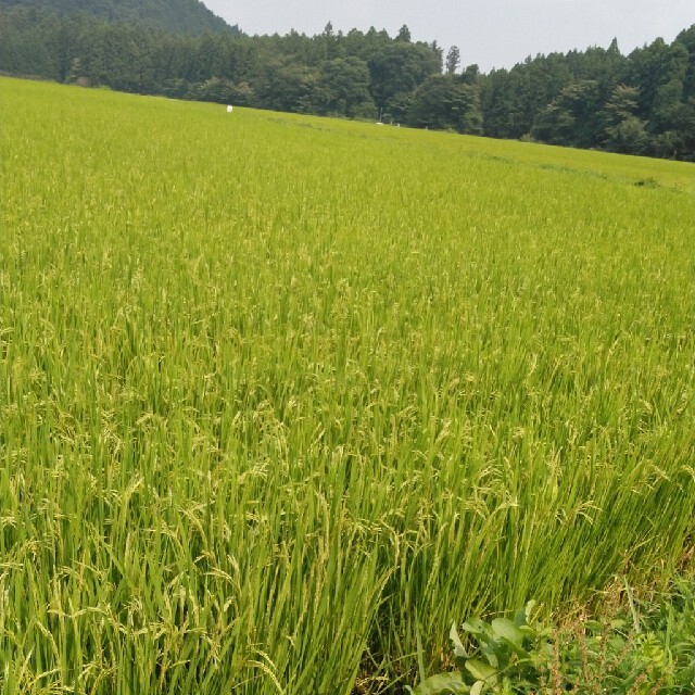 令和2年産栃木県特一等米コシヒカリ玄米30キロ無農薬 令和2年産栃木県特一等米コシヒカリ玄米30キロ無農薬