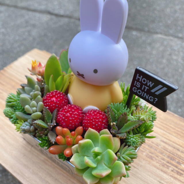 ★★特大 ️ミッフィー★寄せ植え★このまま飾れます★多肉植物の通販 by まゆみ♡'s shop｜ラクマ