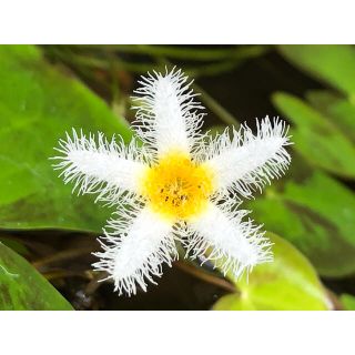 メダカビオトープ　ガガブタ　親株1株(アクアリウム)