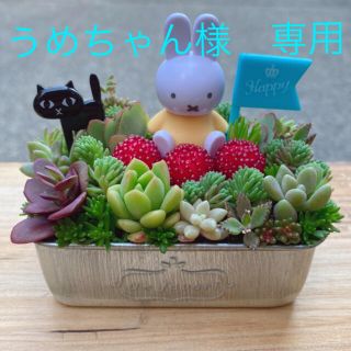 うめちゃん様専用★★モリモリ❤️可愛い★ミッフィー★寄せ植え★多肉植物(その他)