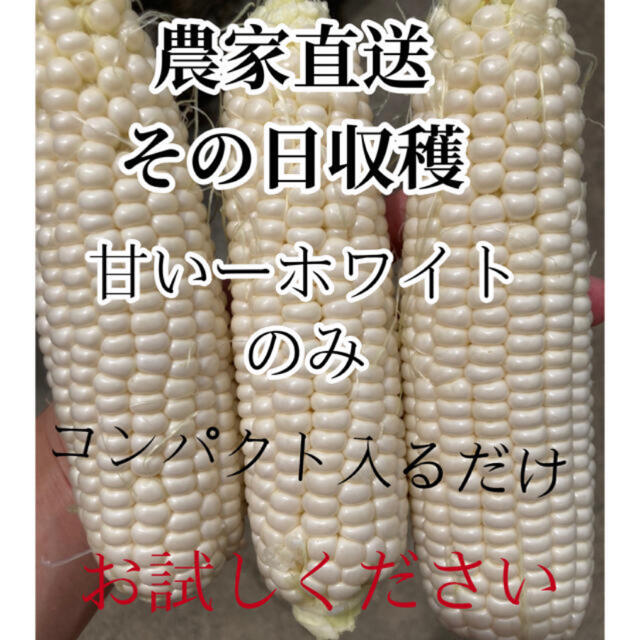 甘い農家直送ホワイトとうもろこしコンパクト入るだけ 食品/飲料/酒の食品(野菜)の商品写真