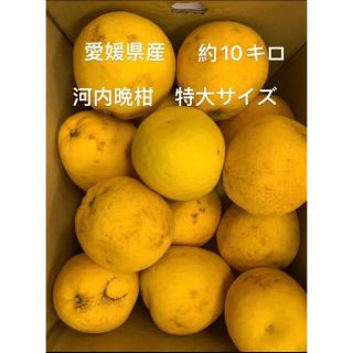 河内晩柑(フルーツ)