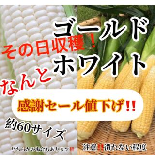 セール送料無料農家直送ホワイトゴールド約60サイズ入るだけ(野菜)