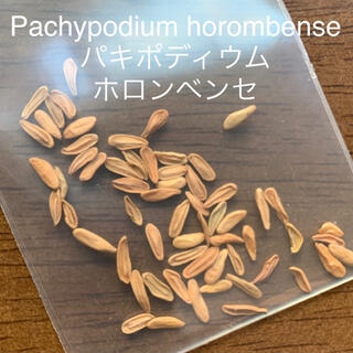 パキポディウム ホロンベンセPachypodium horombense種子5粒(その他)