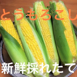 新鮮朝採れたて旬の夏野菜広島県産自然栽培甘いとうもろこし3本セット(野菜)