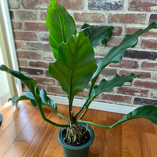 観葉植物観葉植物 アンスリウム フーケリー 5号鉢 Anthurium hookeri