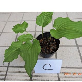 緑葉中型ギボウシ　１株　C(その他)