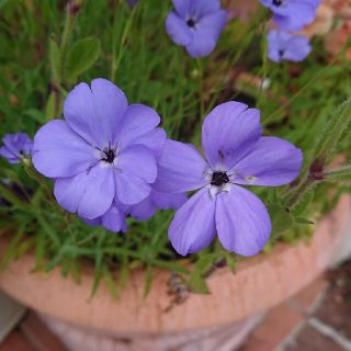 花種    ビスカリヤ   ブルーエンジェル(その他)