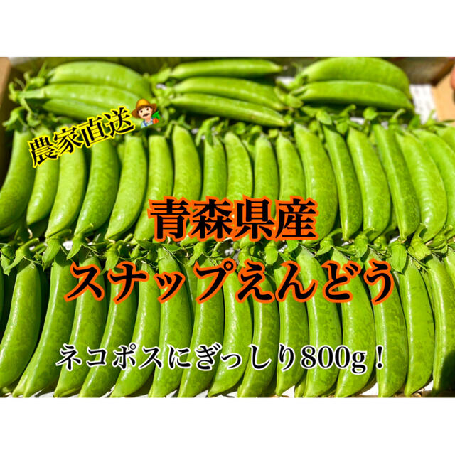 【新鮮野菜】採れたてスナップえんどう　青森県産 食品/飲料/酒の食品(野菜)の商品写真