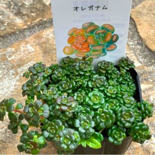 希少　多肉植物　オレガナム　カット苗 セダム　15カット　(その他)