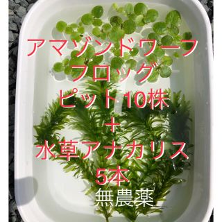 浮草ドワーフアマフロ＋水草アナカリス(アクアリウム)