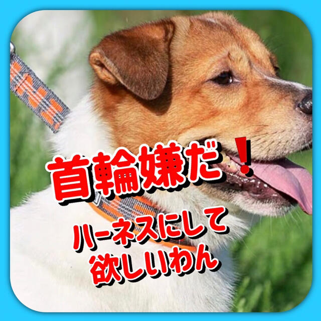 【２点セット】Ｌ大型犬用高級タイプハーネス＆リード　黒＆橙 その他のペット用品(犬)の商品写真
