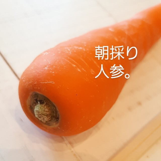 夏のお野菜セット。 食品/飲料/酒の食品(野菜)の商品写真