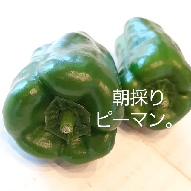 夏のお野菜セット。 食品/飲料/酒の食品(野菜)の商品写真