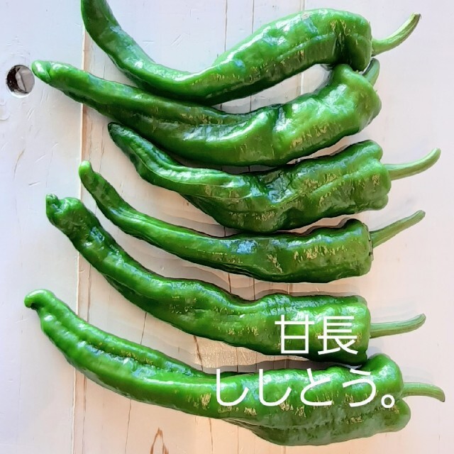 夏のお野菜セット。 食品/飲料/酒の食品(野菜)の商品写真