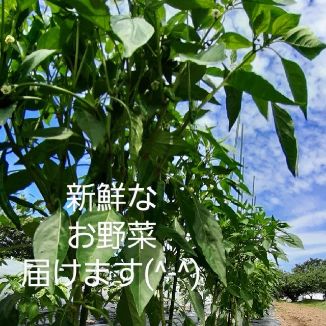 夏のお野菜セット。 食品/飲料/酒の食品(野菜)の商品写真