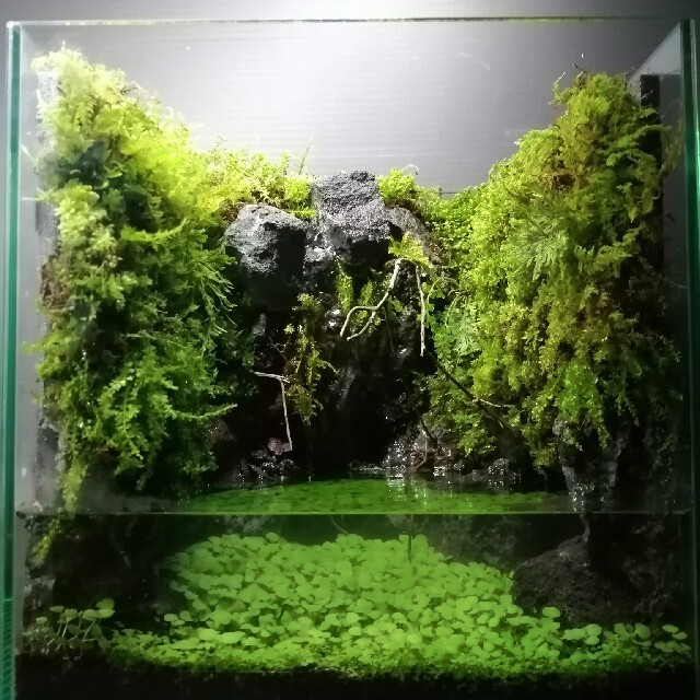 上品 カエルリウム イモリウム アクアテラリウムNo.793 たあたあ 水草 上品 カエルリウム イモリウム アクアテラリウムNo.793 たあたあ 水草