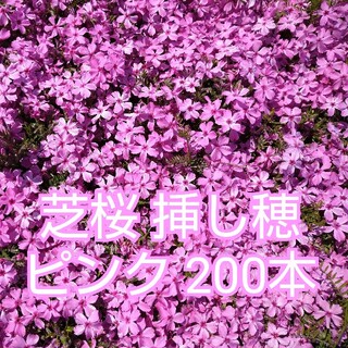 芝桜 挿し穂 ピンク 200本(その他)