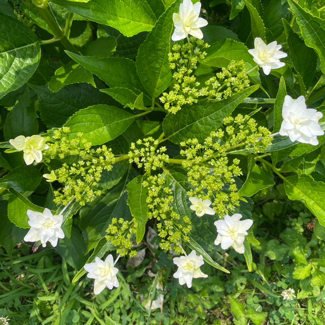 ダンスパーティー、隅田の花火２本ずつ　挿し木 ハンドメイドのフラワー/ガーデン(その他)の商品写真