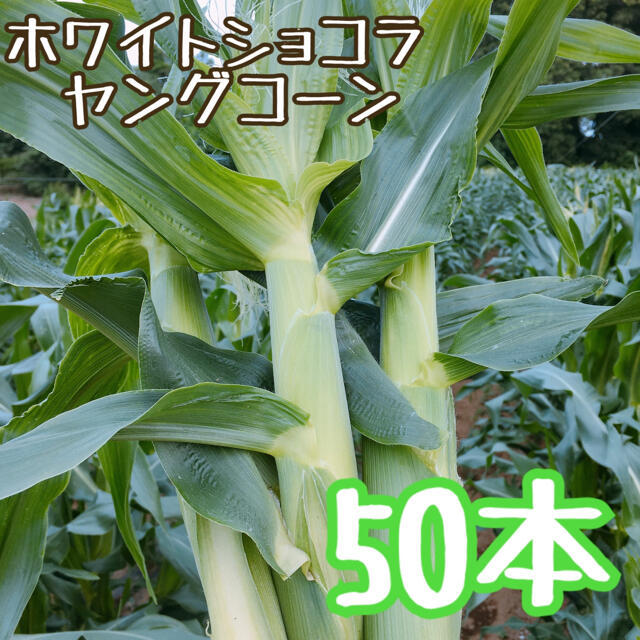 朝採り ホワイトショコラ ヤングコーン 50本 食品/飲料/酒の食品(野菜)の商品写真