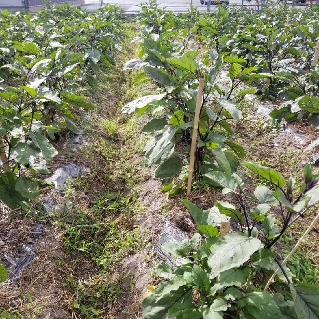 無農薬野菜　詰め合わせ 食品/飲料/酒の食品(野菜)の商品写真