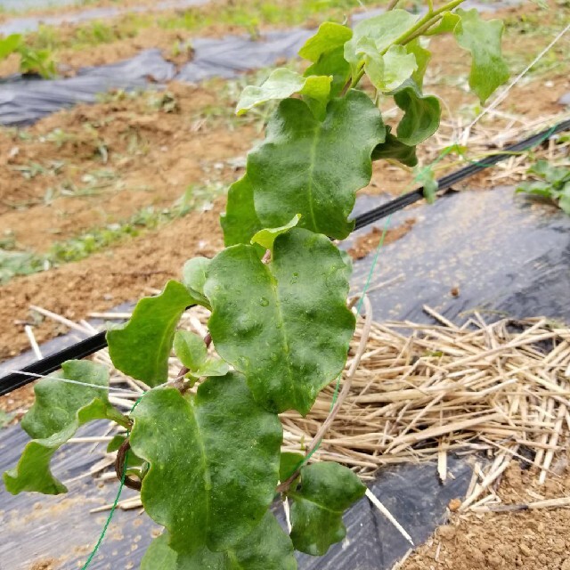 無農薬野菜　詰め合わせ 食品/飲料/酒の食品(野菜)の商品写真