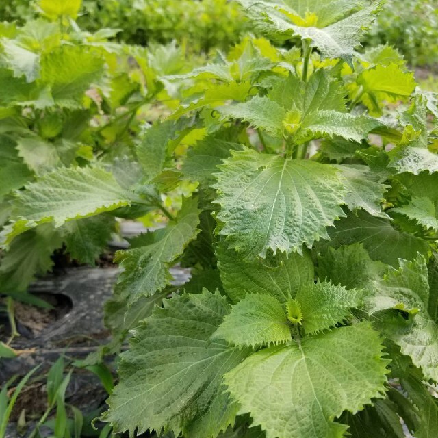 無農薬野菜　詰め合わせ 食品/飲料/酒の食品(野菜)の商品写真