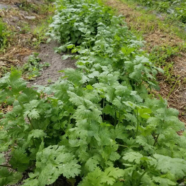 無農薬野菜　詰め合わせ 食品/飲料/酒の食品(野菜)の商品写真