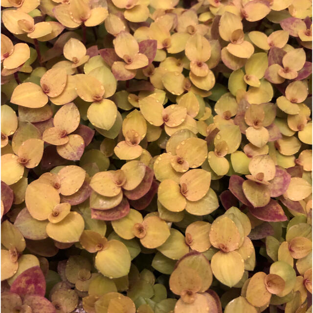 カリシアレペンス 桜色カリシア 苗 カット苗30本 ハンドメイドのフラワー/ガーデン(その他)の商品写真