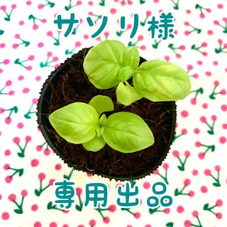 ★バジル苗★バジルが増えすぎて困ってます！★中サイズ苗★2株で400円(野菜)