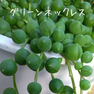 増量中！多肉植物【グリーンネックレス】カット苗(その他)