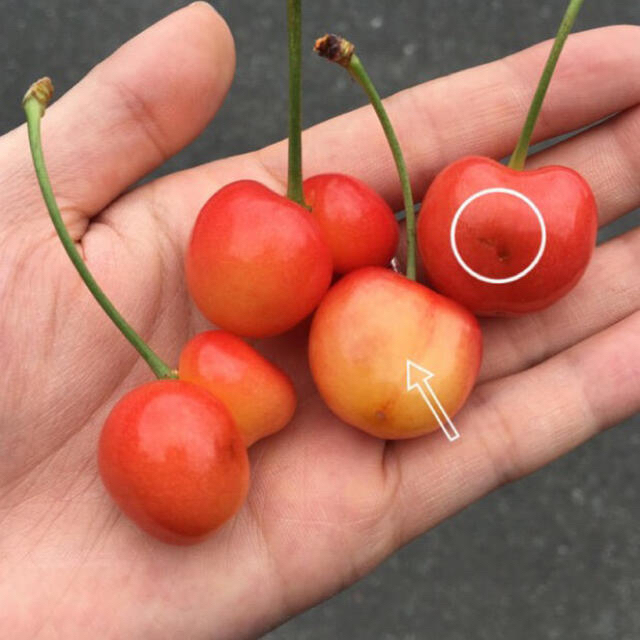 6/27まで順次発送【訳あり】山形県産さくらんぼ🍒佐藤錦🍒1キロ 食品/飲料/酒の食品(フルーツ)の商品写真