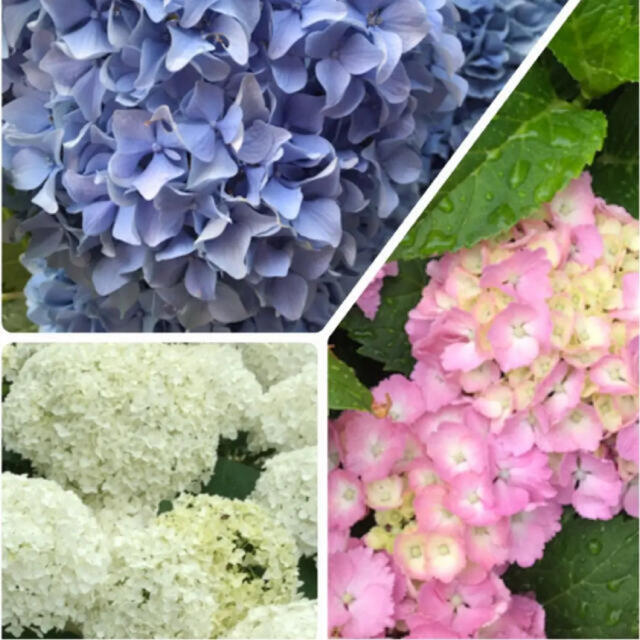 紫陽花挿し穂3種セット ハンドメイドのフラワー/ガーデン(プランター)の商品写真